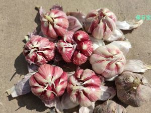 食用蔬菜種子市場 品種、趨勢與批發報價指南